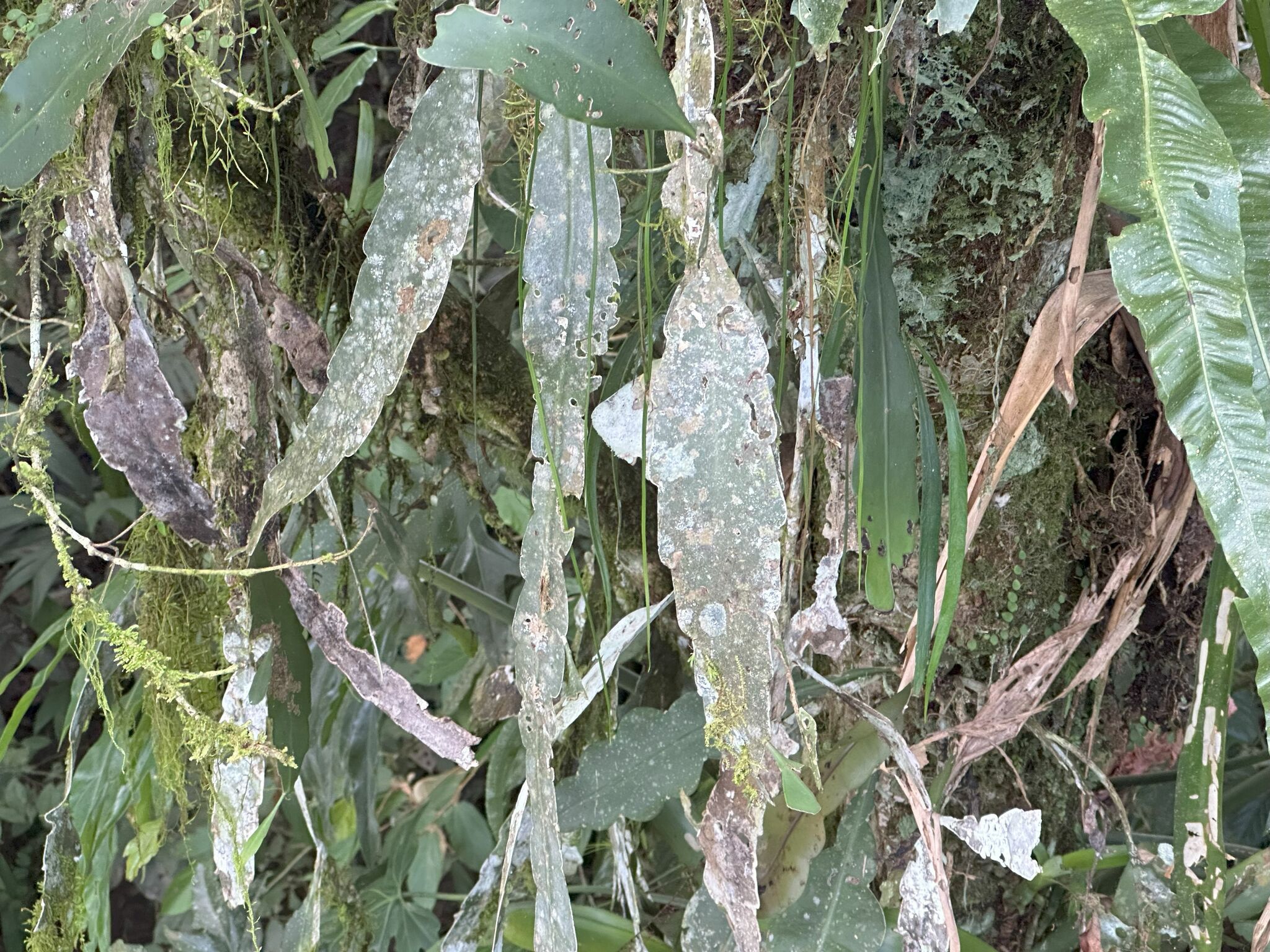 Imagem de Cacto-orquídea