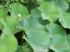 Nelumbo nucifera