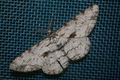 Hypomecis roboraria displicens