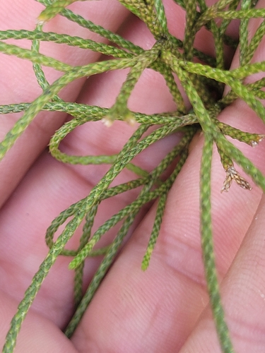 Pseudolycopodium densum observed 2024-12-30