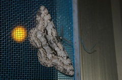 Hypomecis roboraria displicens