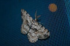 Hypomecis roboraria displicens