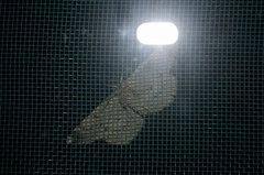 Hypomecis roboraria displicens