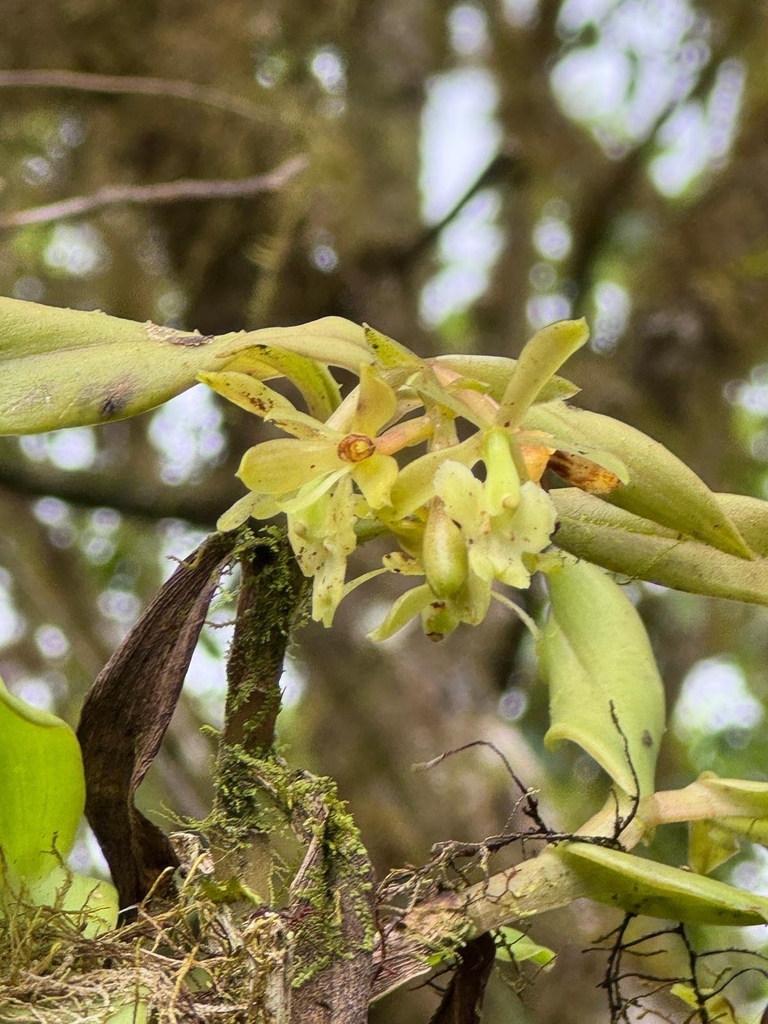 Epidendrum spicatum Hook.f. 3