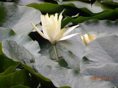 Nymphaea