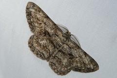 Hypomecis roboraria displicens