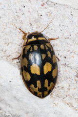 Thermonectus marmoratus