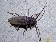 Enaphalodes hispicornis
