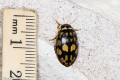 Thermonectus marmoratus