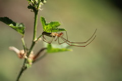 Tetragnatha