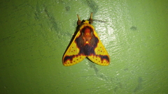 Symphlebia