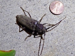 Enaphalodes hispicornis