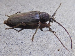 Enaphalodes hispicornis