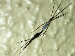 Styringomyia