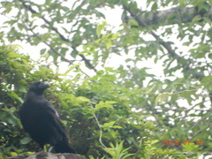 Corvus macrorhynchos