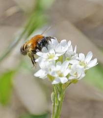 Andrena nigriceps