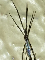 Styringomyia