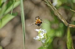 Andrena nigriceps