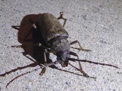 Enaphalodes hispicornis