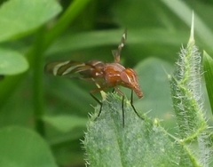 Tritoxa incurva