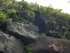 Corvus macrorhynchos