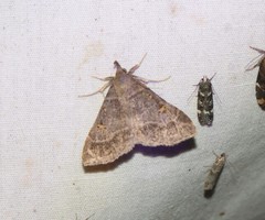 Renia flavipunctalis