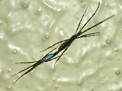 Styringomyia