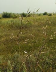Stipa splendens