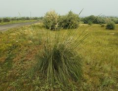 Stipa splendens