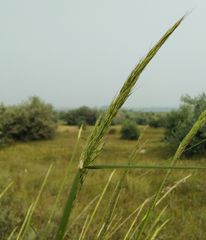 Stipa splendens