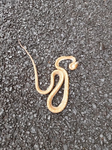 Coastal Carpet Python sighting