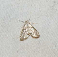 Neocataclysta magnificalis