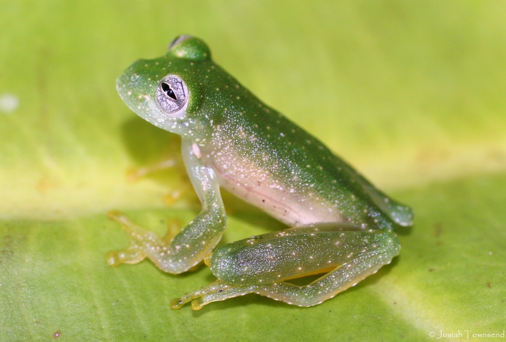 Chiriquí Glass Frog