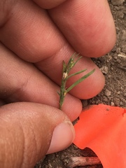 Polygonum sawatchense