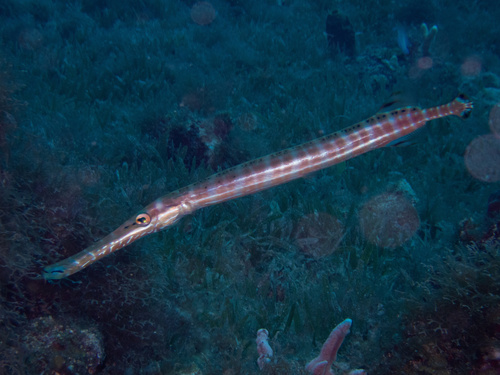 Western Atlantic Trumpetfish