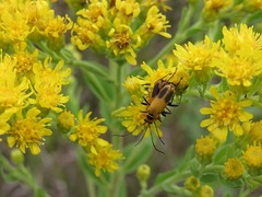 Solidago rigida rigida