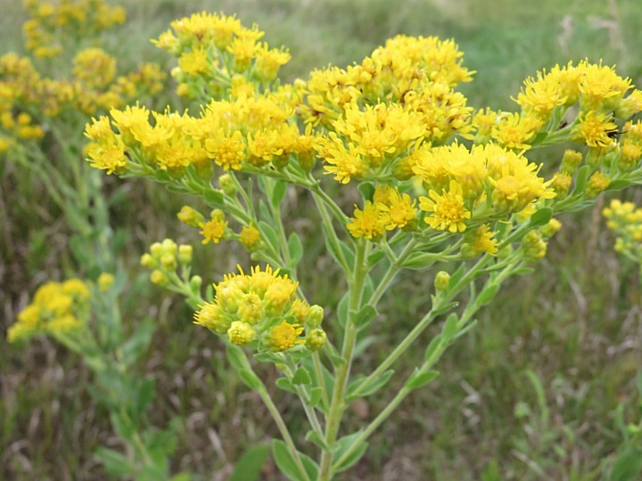 Solidago rigida