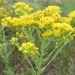 Stiff-leaved Goldenrod - Photo (c) eknuth, some rights reserved (CC BY-NC), uploaded by eknuth