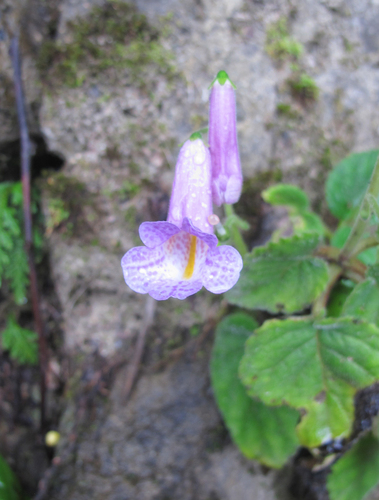 Smithiantha laui