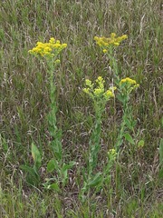 Solidago rigida rigida