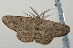 Hypomecis punctinalis conferenda