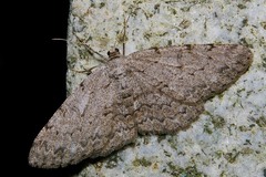 Hypomecis punctinalis conferenda