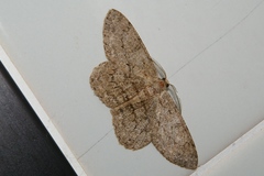 Hypomecis punctinalis conferenda