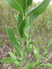 Solidago rigida rigida