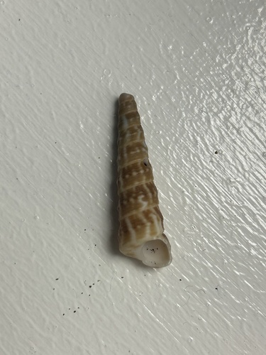 Turritella nodulosa observed 2024-12-30
