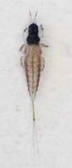 Baenothrips moundi