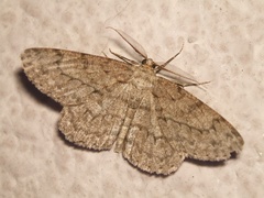 Hypomecis punctinalis conferenda