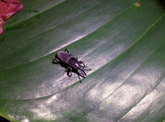 Cosmopolites sordidus