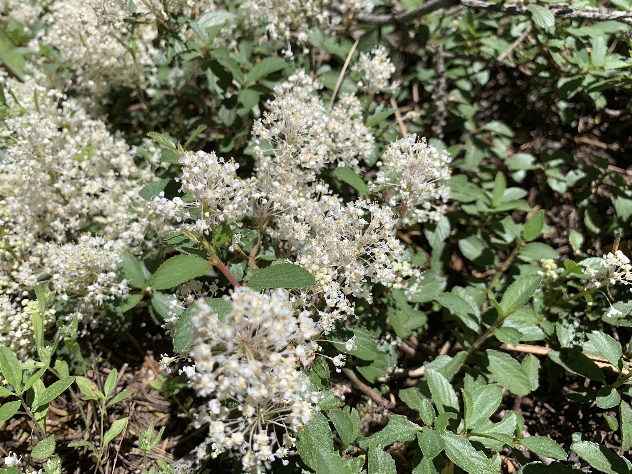 Ceanothus X lorenzenii