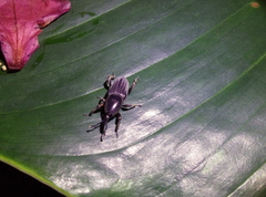 Cosmopolites sordidus